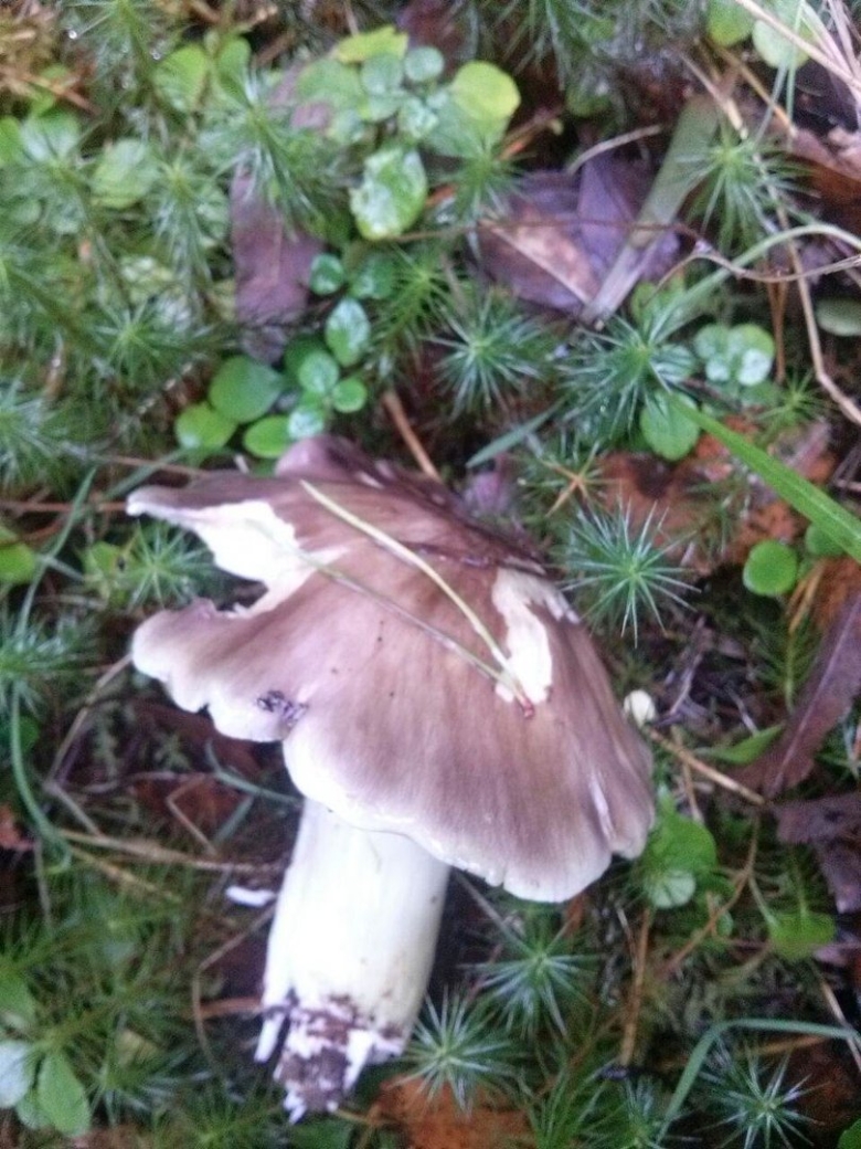 Осенние грибы рядовки