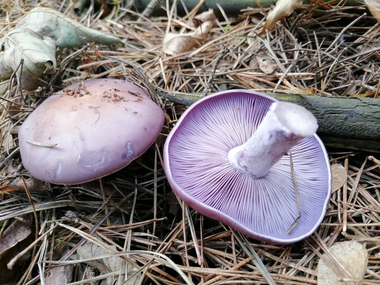 Грибной критик иванчики