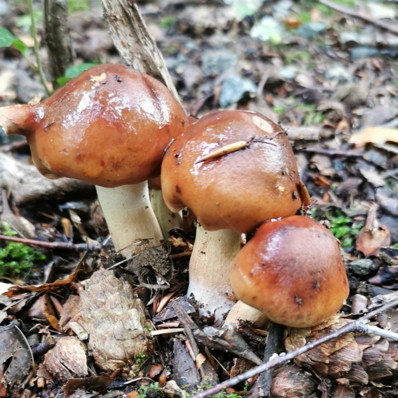 Рядовка Майская Calocybe gambosa