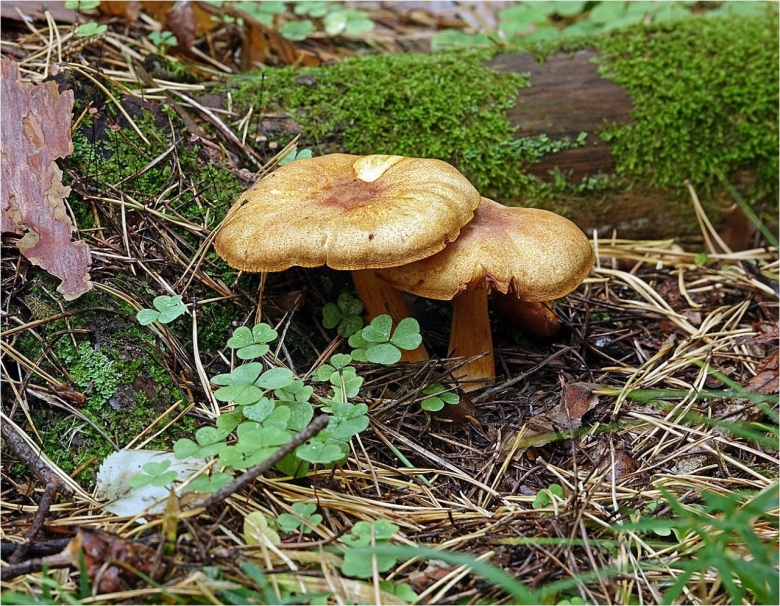 Рядовка желто красная tricholomopsis rutilans