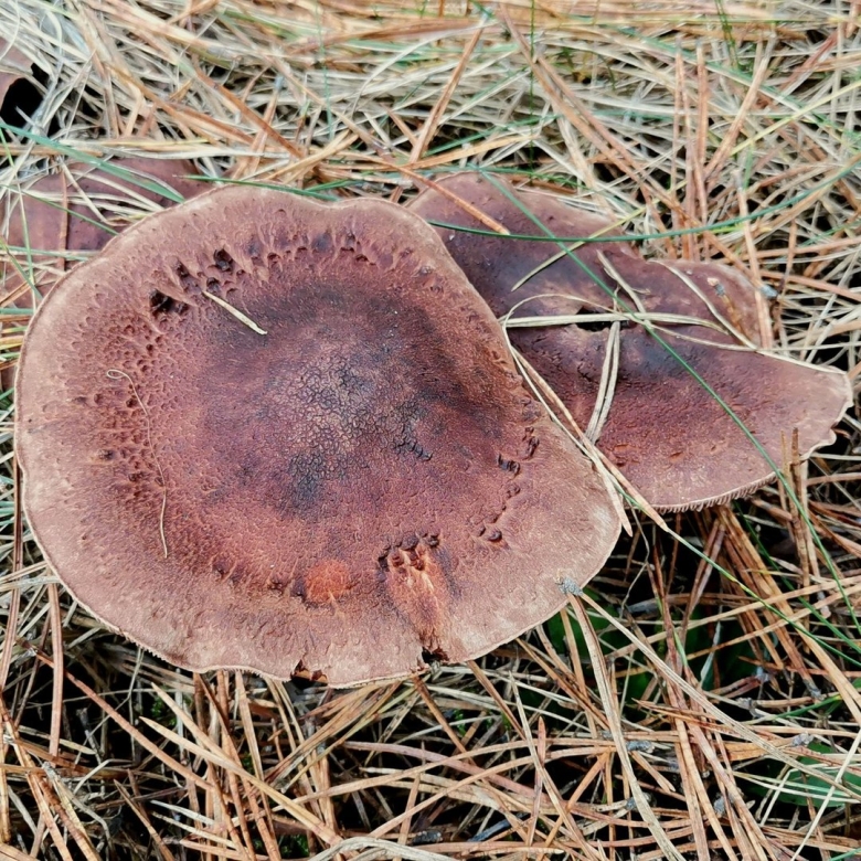 Гриб рядовка чешуйчатая