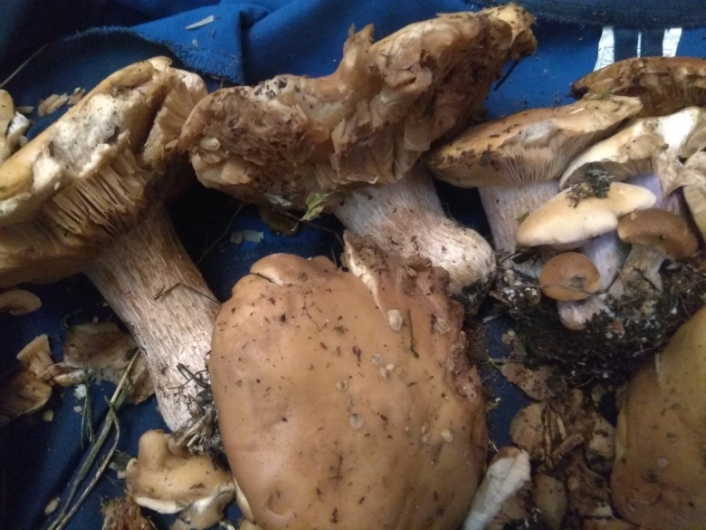 Мицелий рядовки лиловоногой