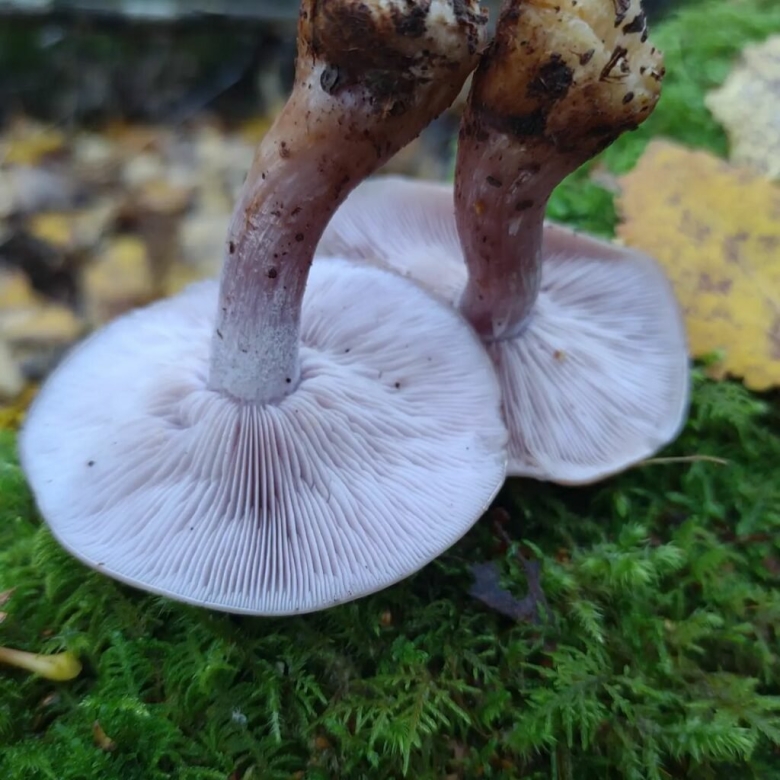 Рядовка фиолетовая