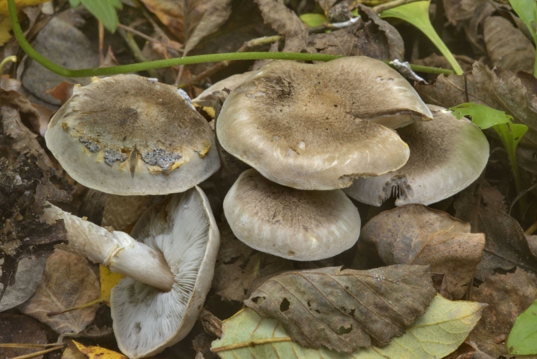 Осенние грибы рядовки