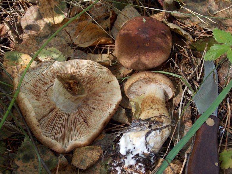 Тополевая рядовка грибы фото и описание