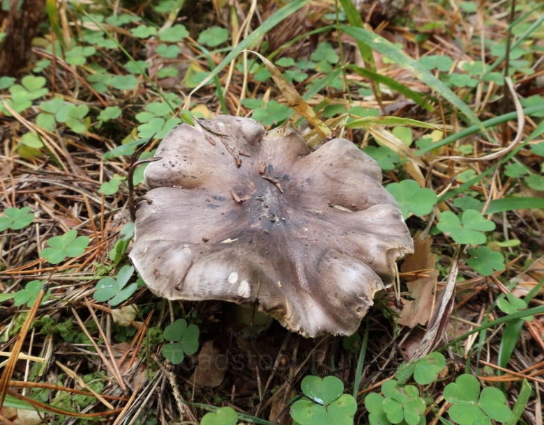 Грибы рядовки