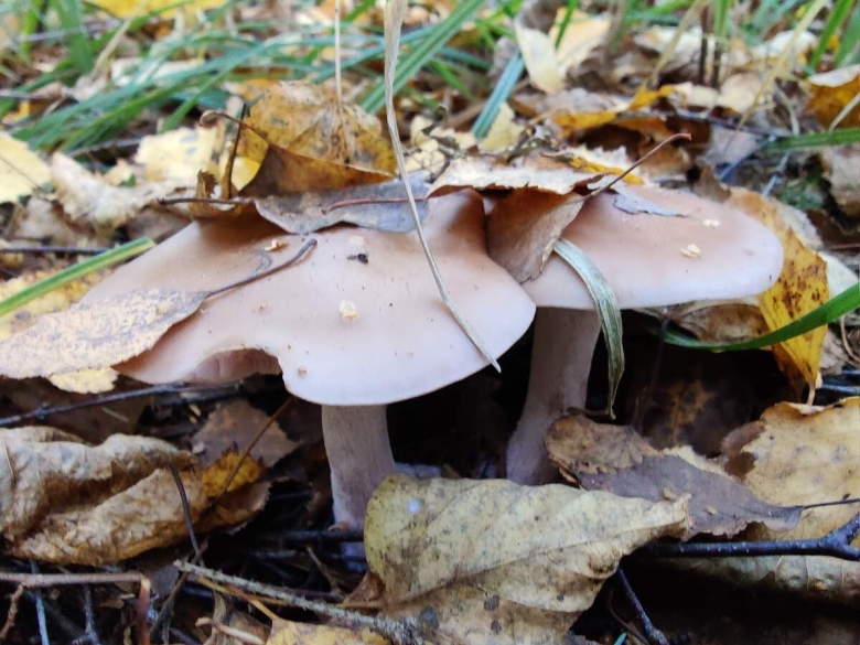 Осенние грибы рядовки