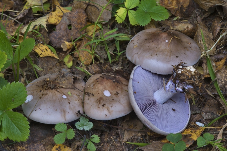 Гриб рядовка фиолетовая