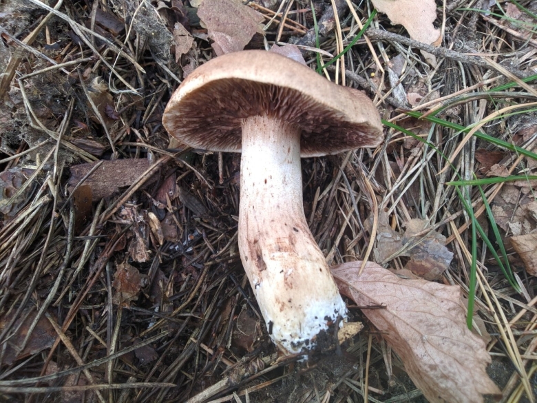 Подтопольники грибы съедобные или нет