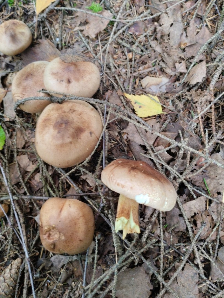 Рядовка желто бурая