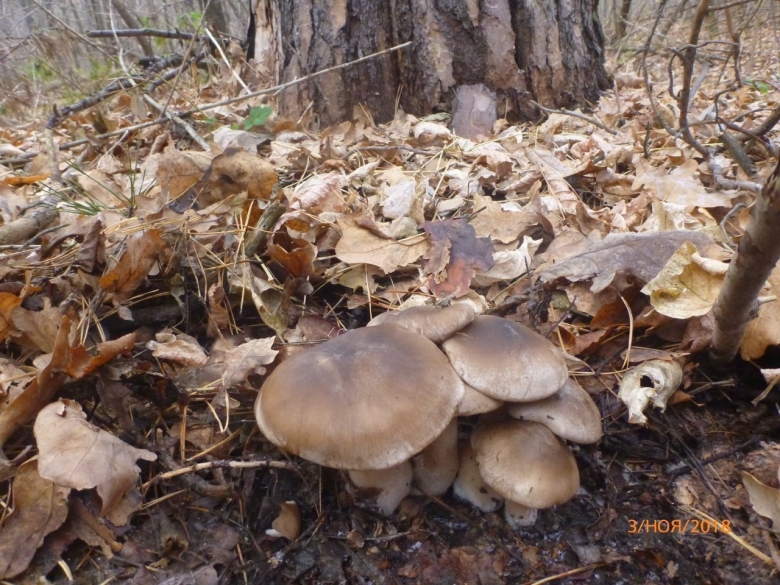 Грибы Башкирии рядовки