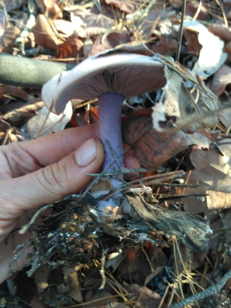 Гриб рядовка фиолетовая