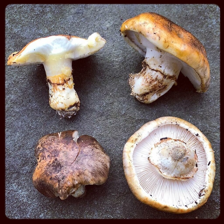 Рядовка опёнковидная