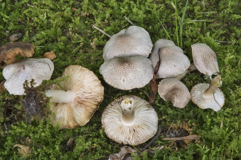 Рядовка серебристая