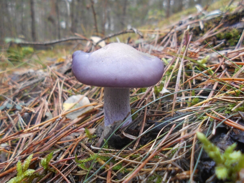 Рядовка фиолетовая