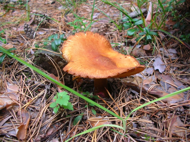 Рядовка рыже красная