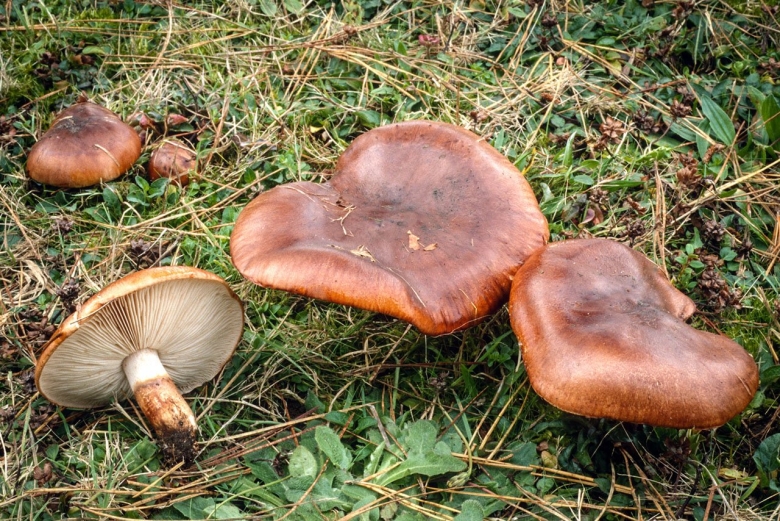 Tricholoma imbricatum