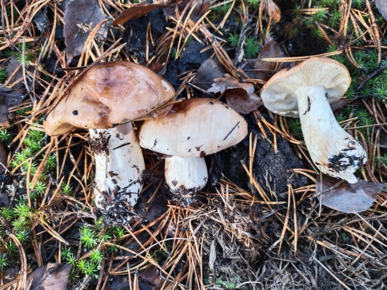 Грибы тополевки рядовки