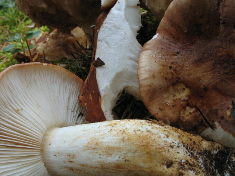 Tricholoma ustale