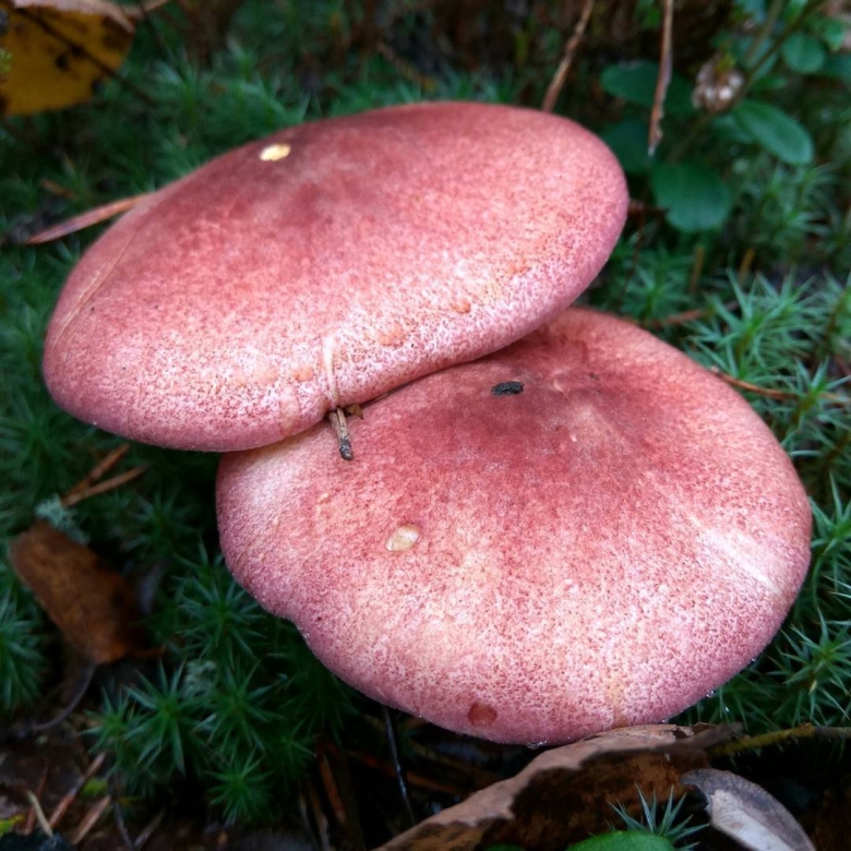 Гриб рядовка желто красная