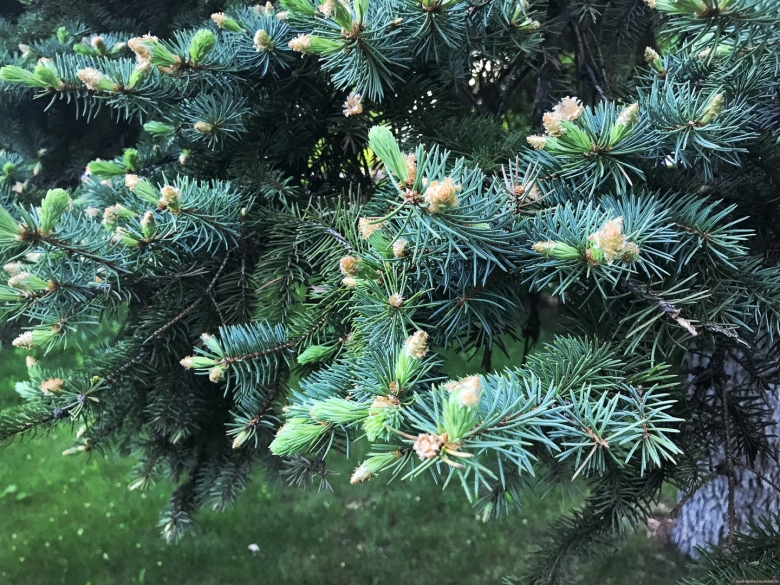 Сосна Палласа Крымская