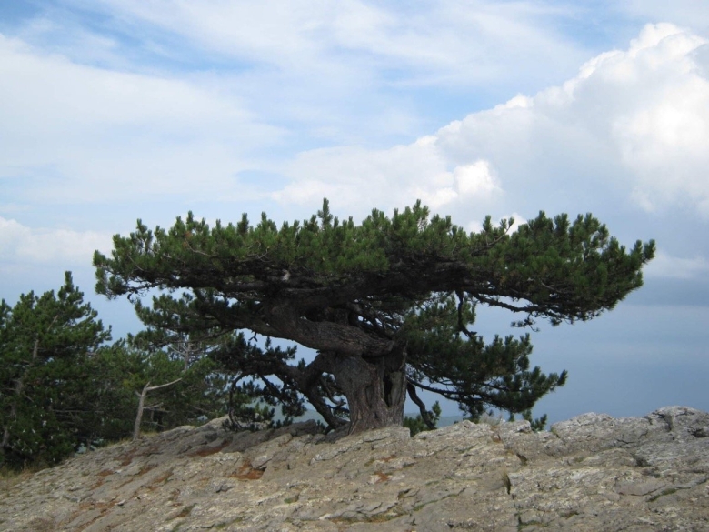 Крым дерево каркас фото
