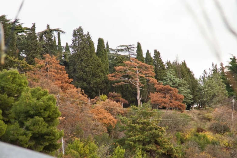 Реликтовые сосны Крым