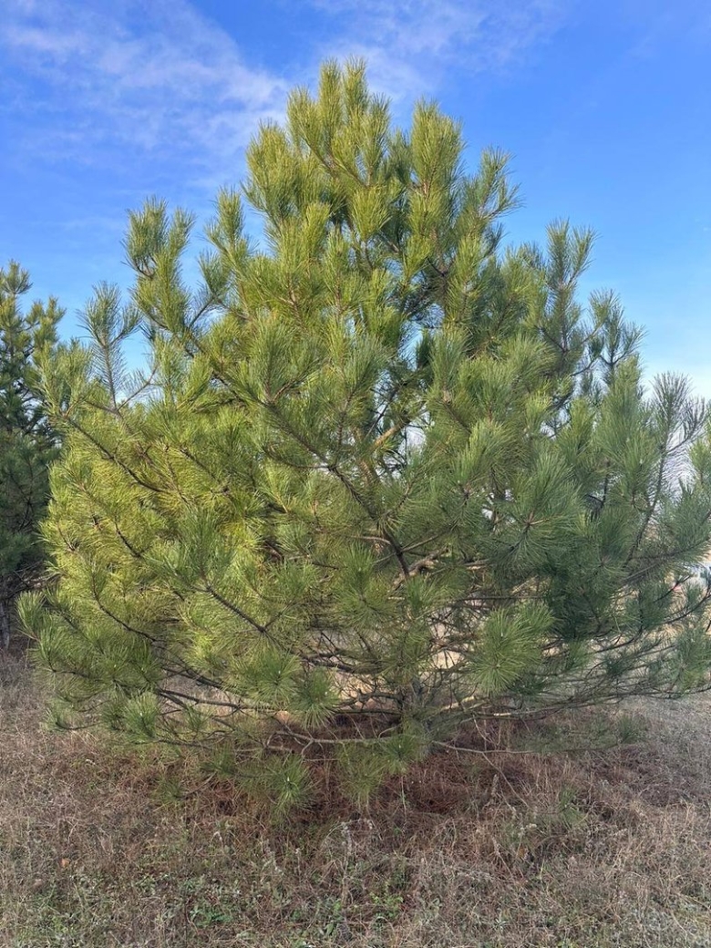 Фото маршрутов еловых насаждений