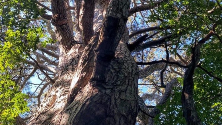 Сосна Палласа Крымская