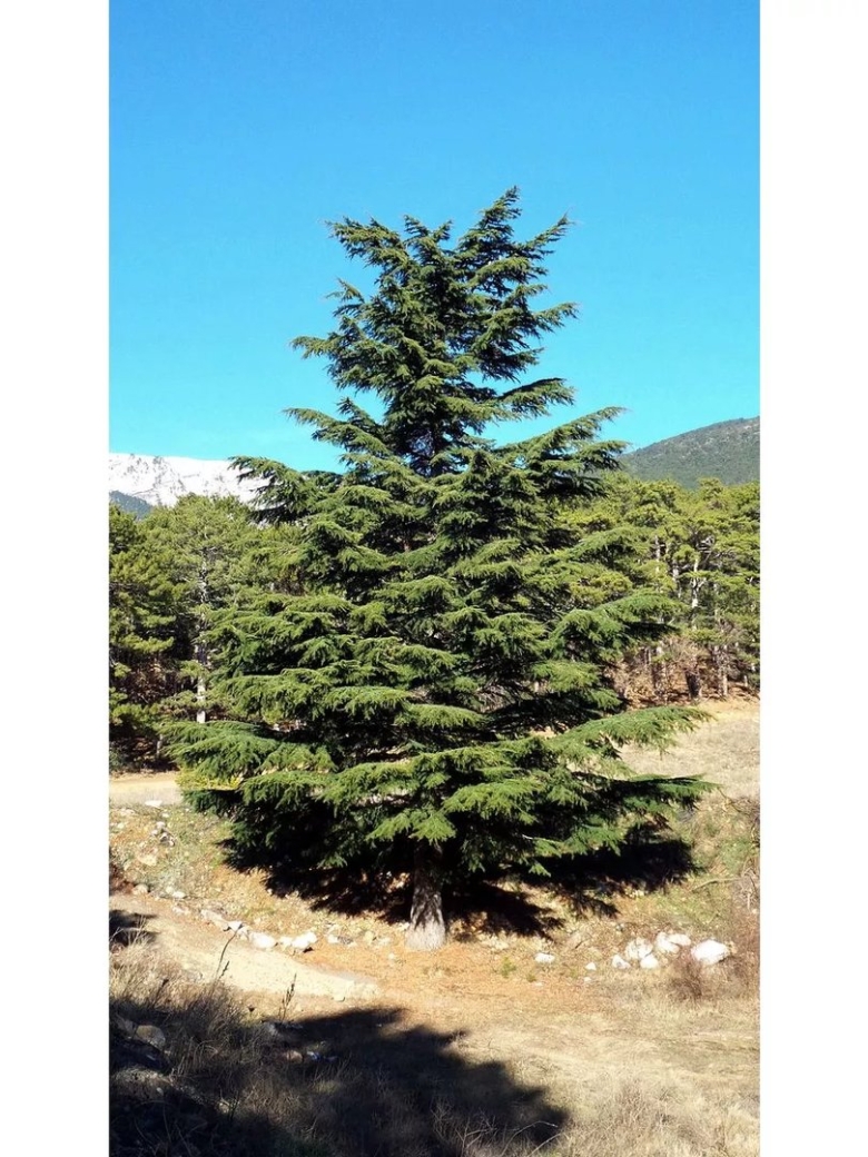 Кедр Гималайский в Крыму