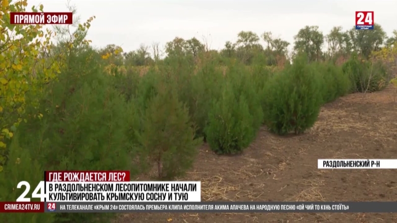 Рисунок хвойные туя кедр фон сад