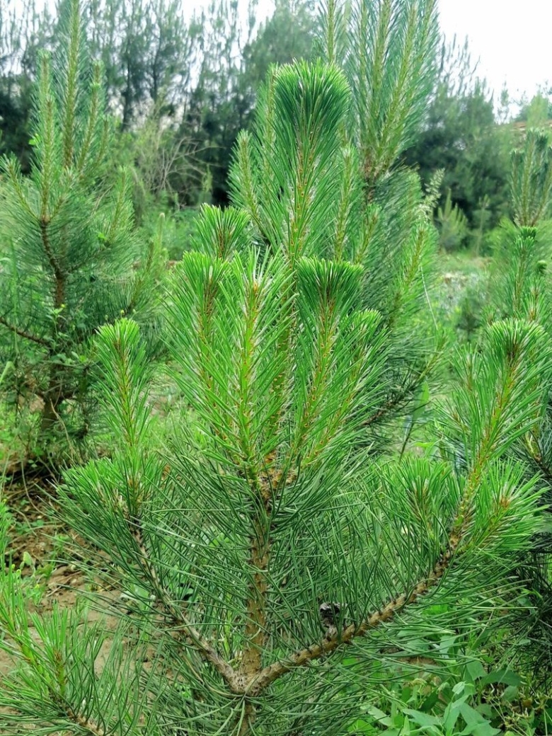 Сосна крымская сеянцы