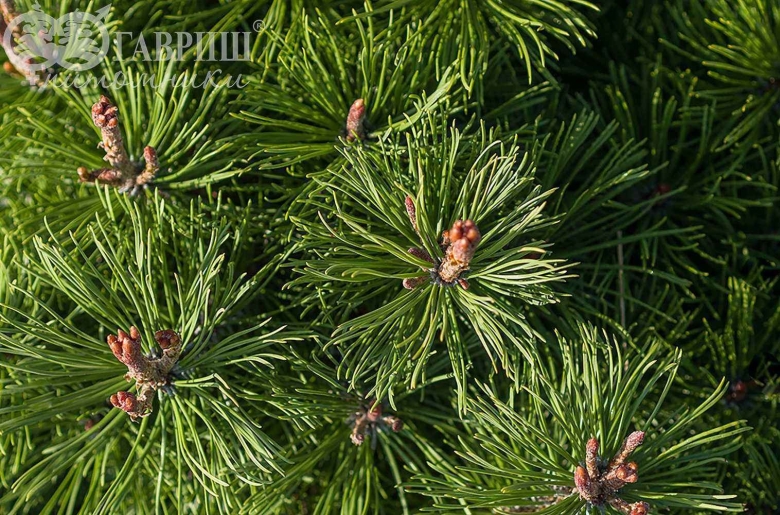 Pinus mugo 'heideperle'