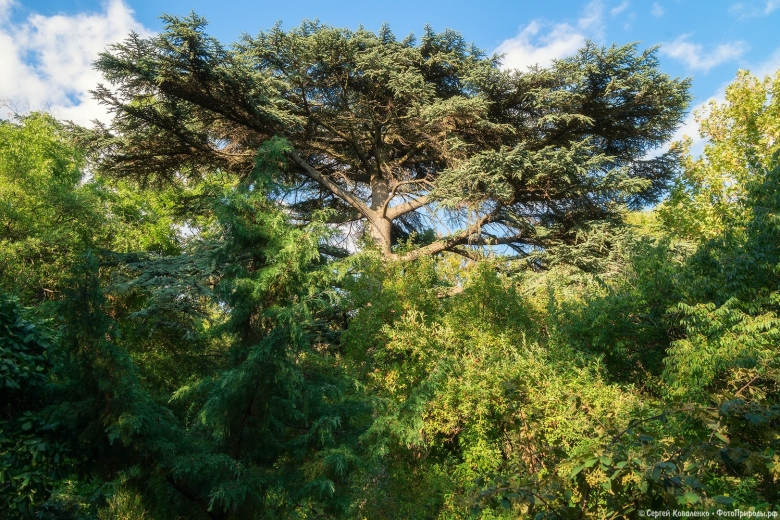 Флора Крыма деревья