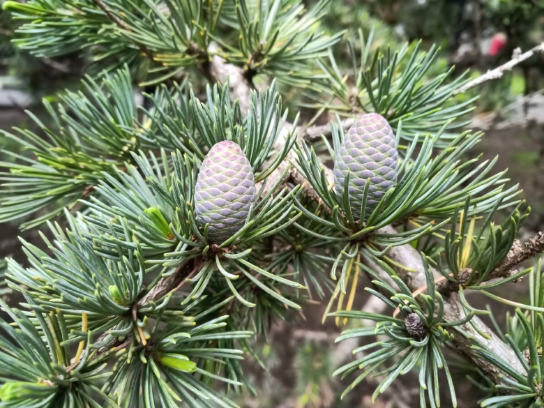 Кедр атласский шишки