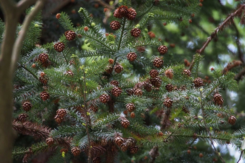 Куннингамия ланцетолистная