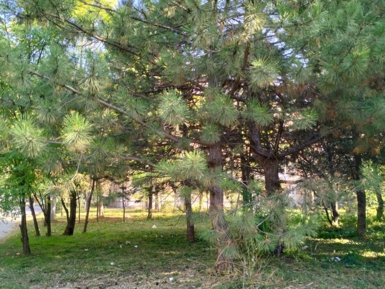 Pinus densata