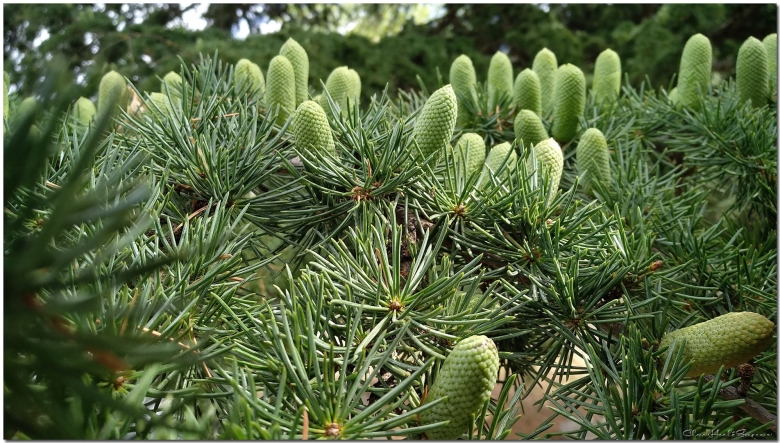 Сосна Крымская хвоя