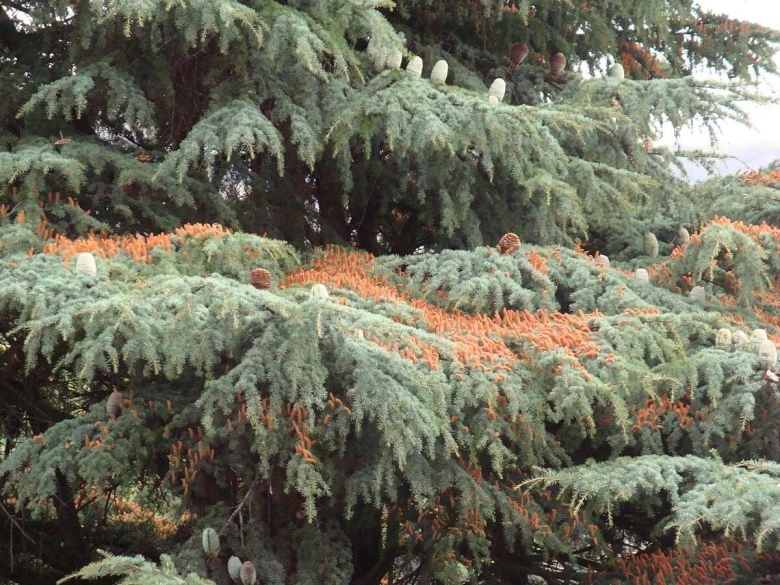 Кедр ливанский Cedrus libani