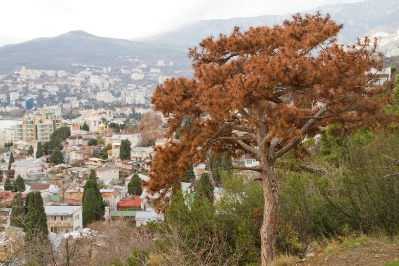 Вечнозелёные деревья Крыма