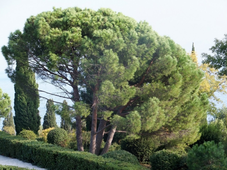 Воронцовский парк сосна Пиния
