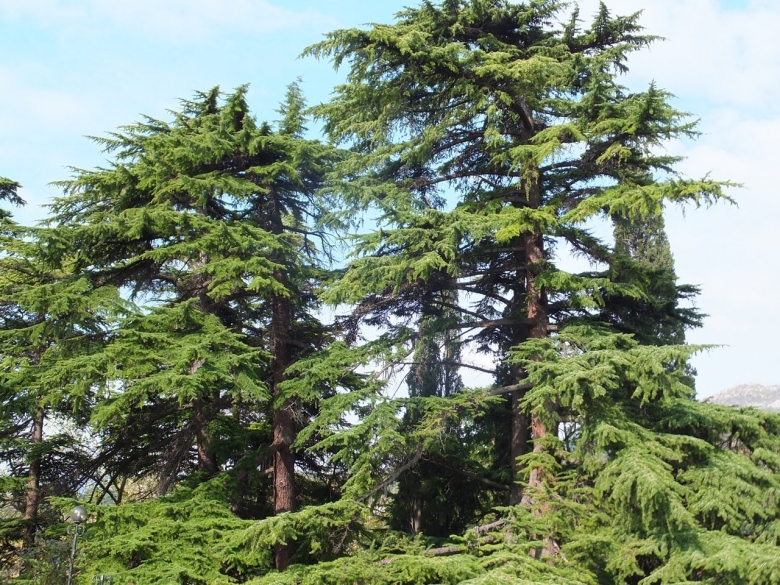 Пихта Нумидийская в Крыму