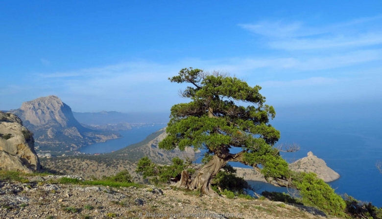 Реликтовая можжевеловая роща новый свет