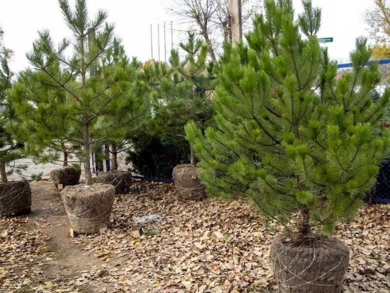 Сосна Крымская или кедр