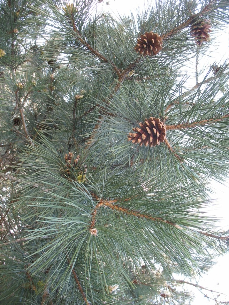 Сосна обыкновенная