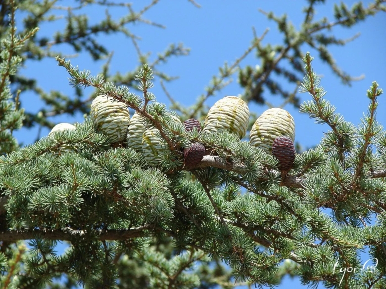 Сосна Пицундская шишки
