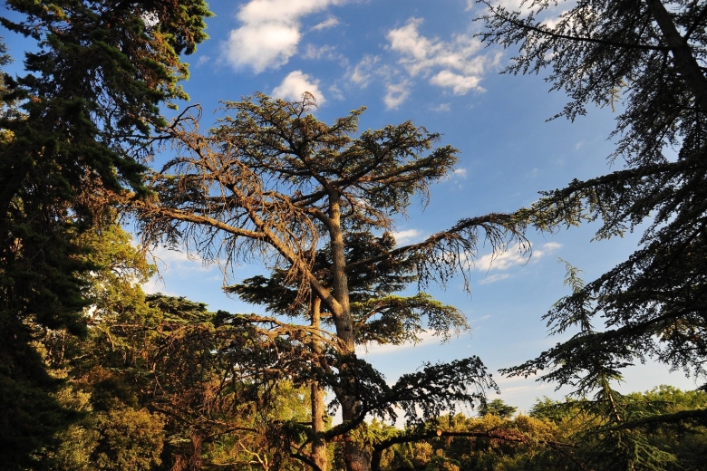 Никитский Ботанический сад сосна итальянская