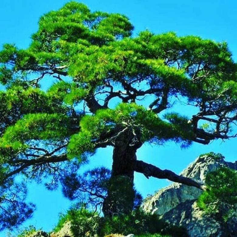 Сосна Линда описание и фото