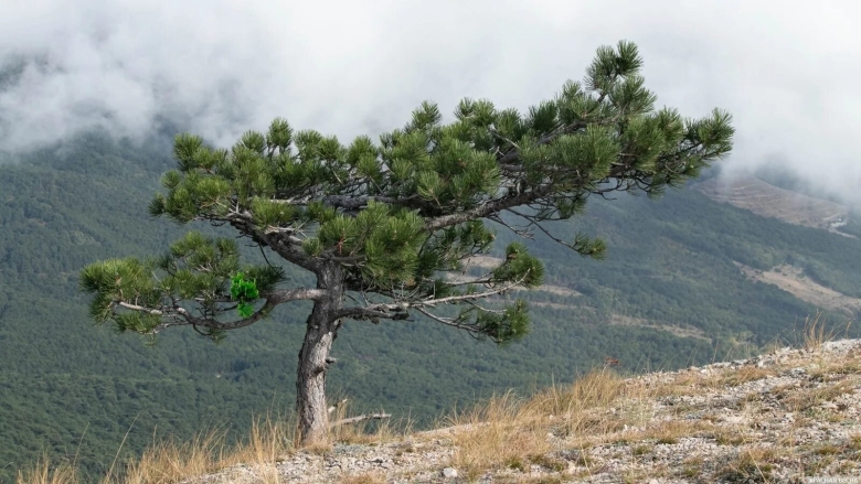 Крымский заповедник
