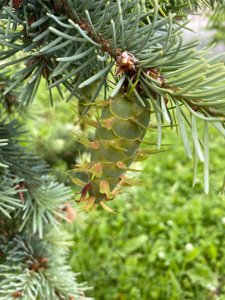 Псевдотсуга мензиса